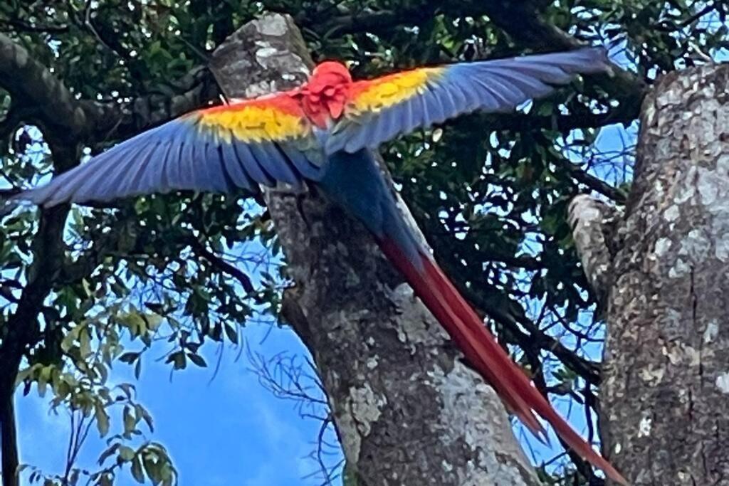 An Abundance Of Wildlife At Jungle Glory Home Abajo Manuel Antonio Exteriör bild