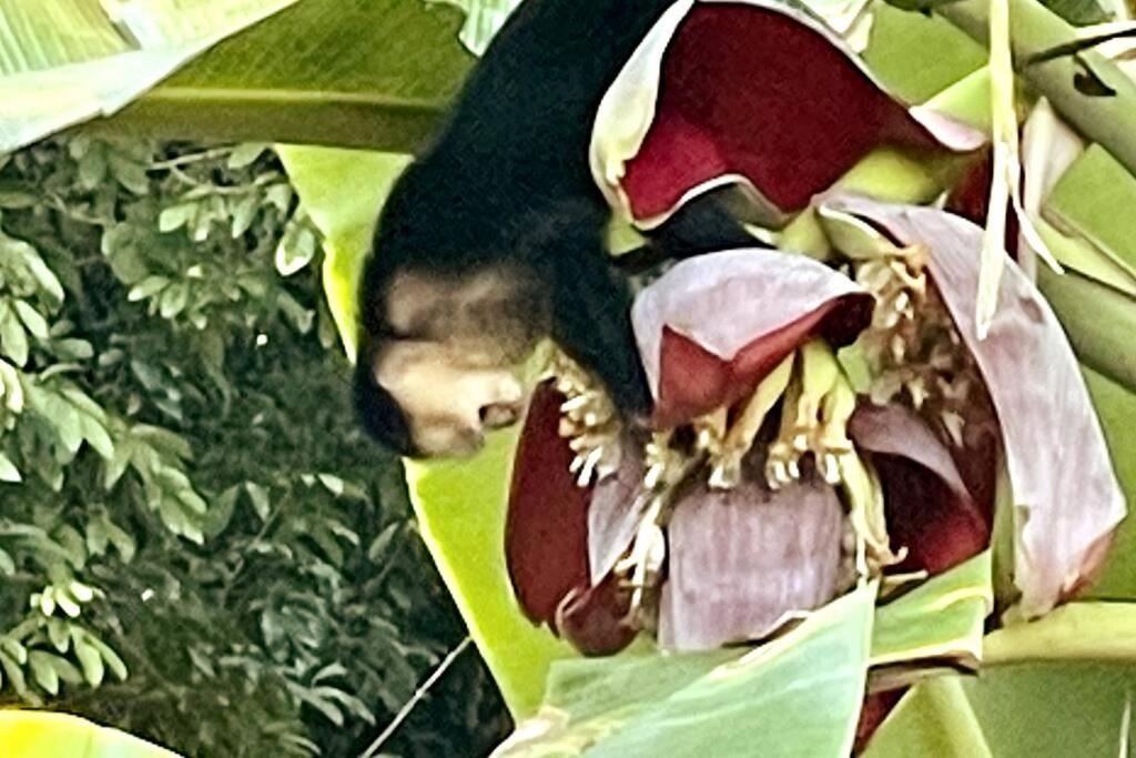 An Abundance Of Wildlife At Jungle Glory Home Abajo Manuel Antonio Exteriör bild