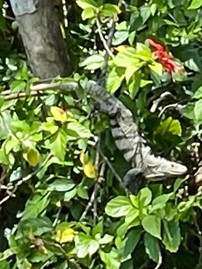 An Abundance Of Wildlife At Jungle Glory Home Abajo Manuel Antonio Exteriör bild