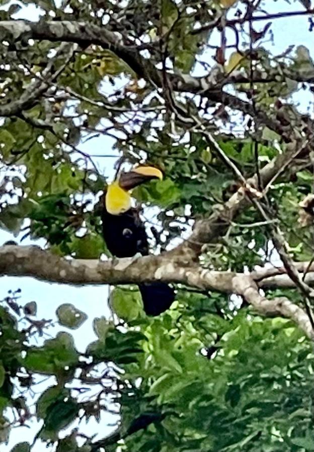 An Abundance Of Wildlife At Jungle Glory Home Abajo Manuel Antonio Exteriör bild
