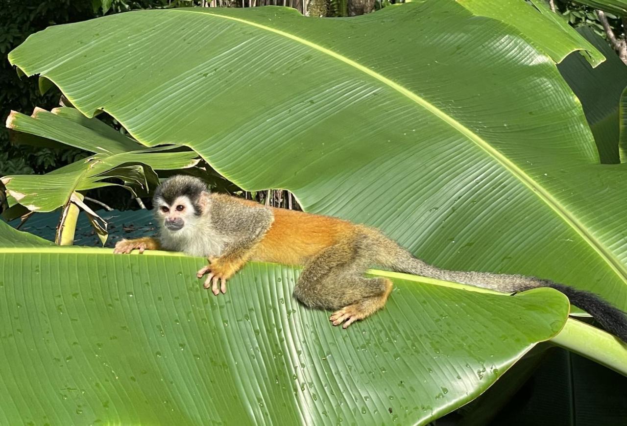 An Abundance Of Wildlife At Jungle Glory Home Abajo Manuel Antonio Exteriör bild