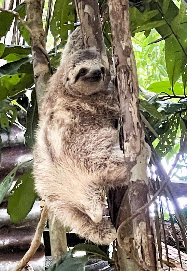 An Abundance Of Wildlife At Jungle Glory Home Abajo Manuel Antonio Exteriör bild