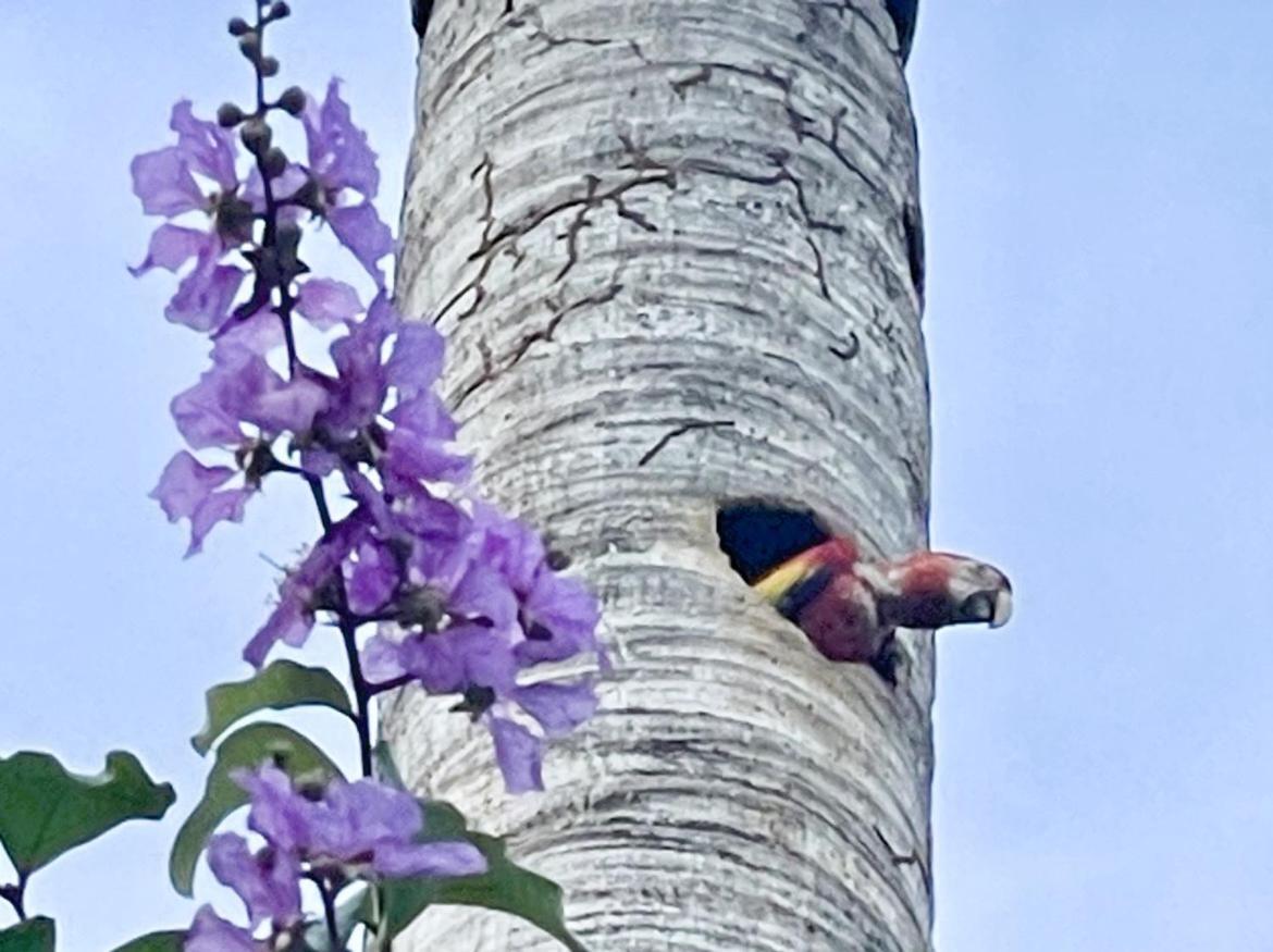 An Abundance Of Wildlife At Jungle Glory Home Abajo Manuel Antonio Exteriör bild