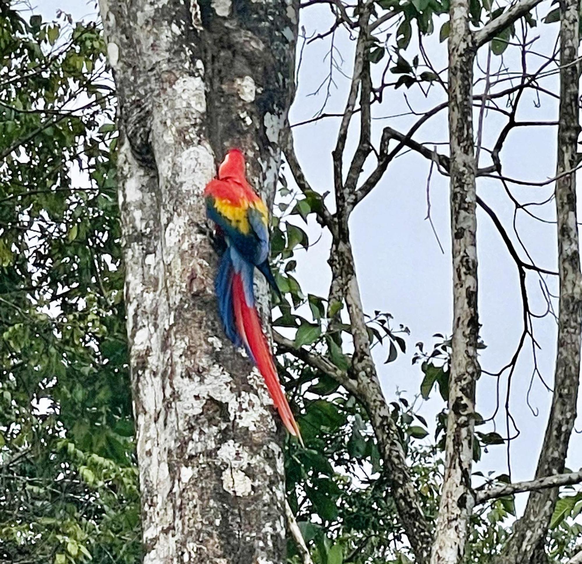 An Abundance Of Wildlife At Jungle Glory Home Abajo Manuel Antonio Exteriör bild