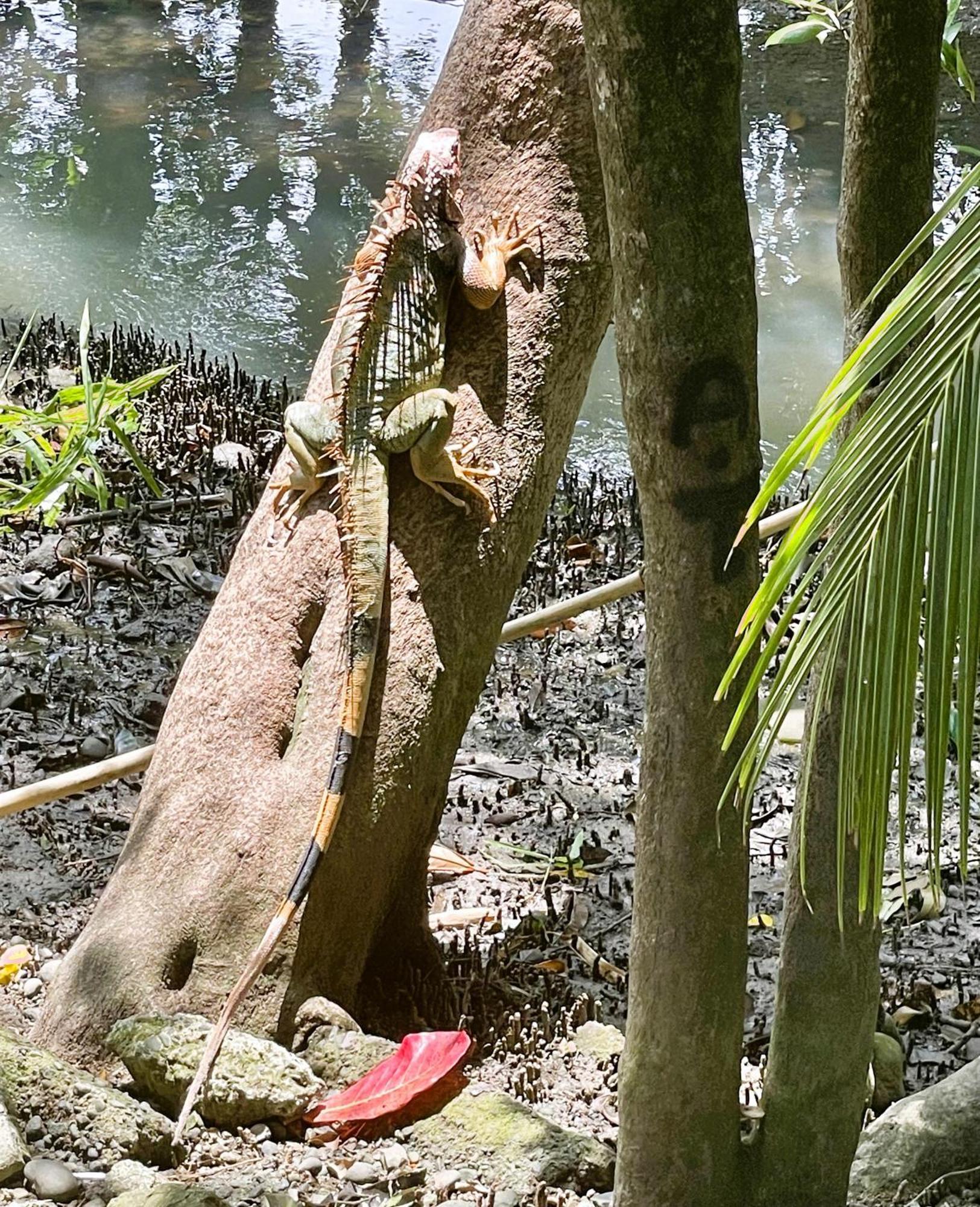 An Abundance Of Wildlife At Jungle Glory Home Abajo Manuel Antonio Exteriör bild