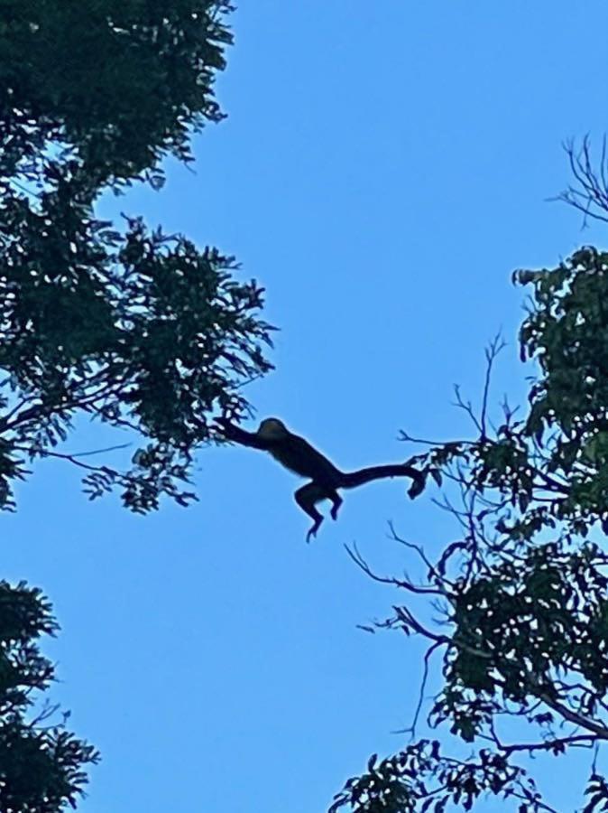 An Abundance Of Wildlife At Jungle Glory Home Abajo Manuel Antonio Exteriör bild