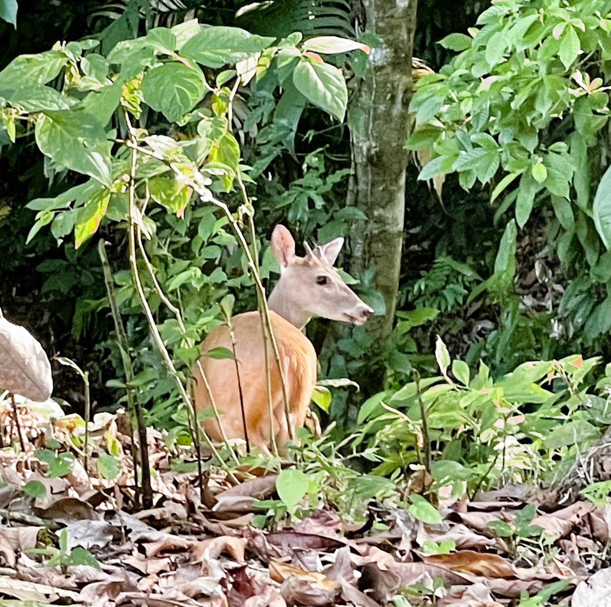 An Abundance Of Wildlife At Jungle Glory Home Abajo Manuel Antonio Exteriör bild