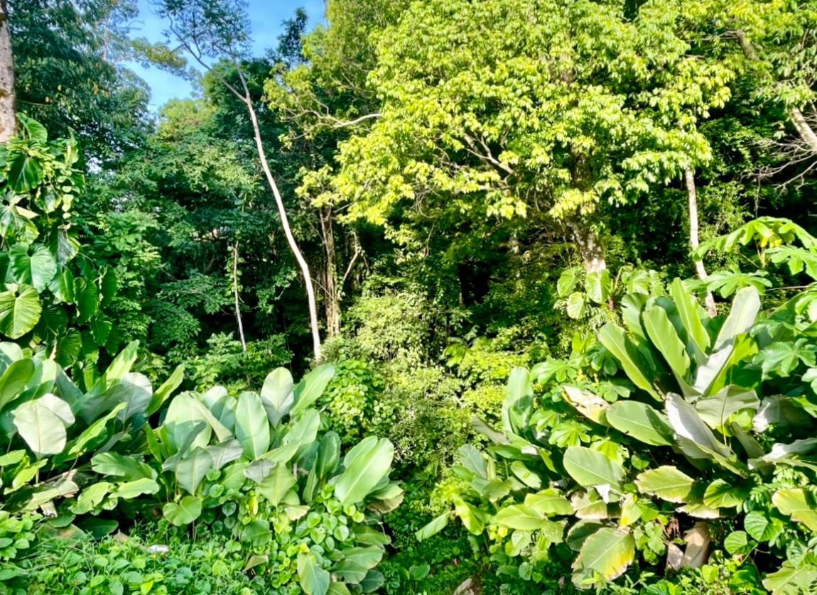An Abundance Of Wildlife At Jungle Glory Home Abajo Manuel Antonio Exteriör bild