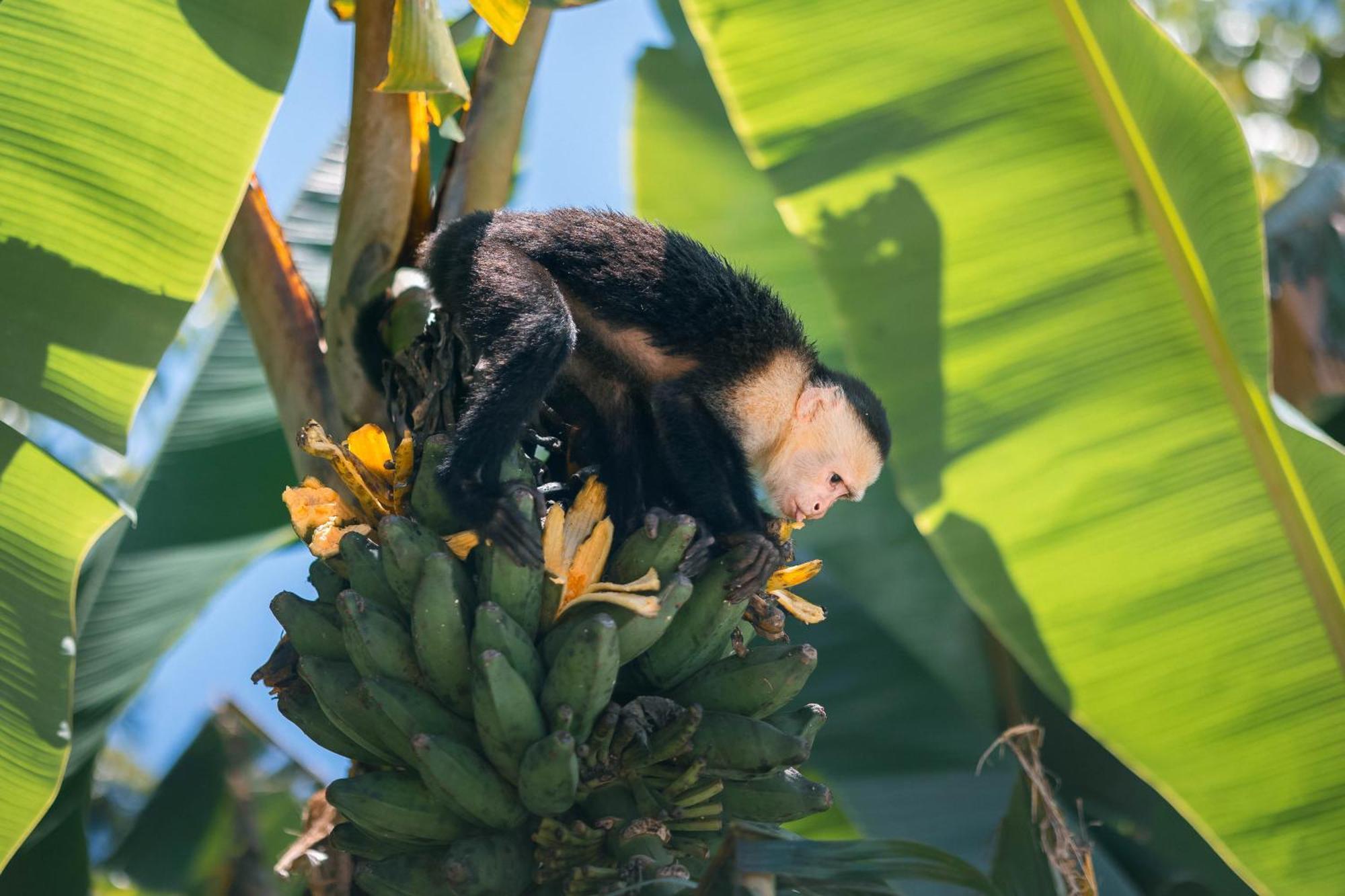 An Abundance Of Wildlife At Jungle Glory Home Abajo Manuel Antonio Exteriör bild