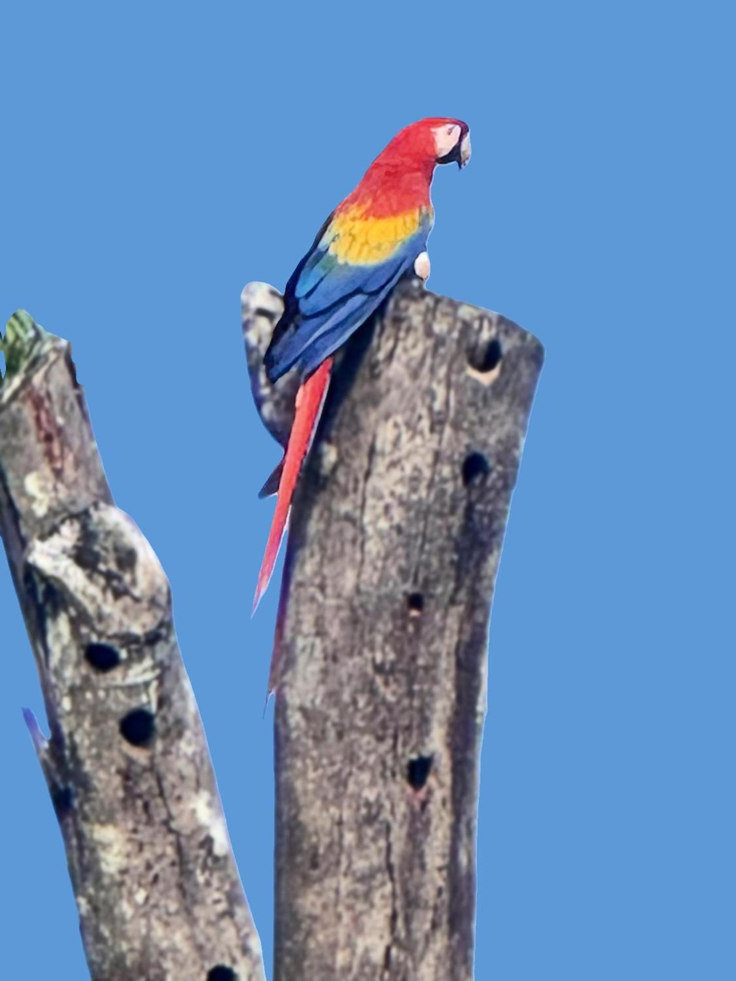 An Abundance Of Wildlife At Jungle Glory Home Abajo Manuel Antonio Exteriör bild