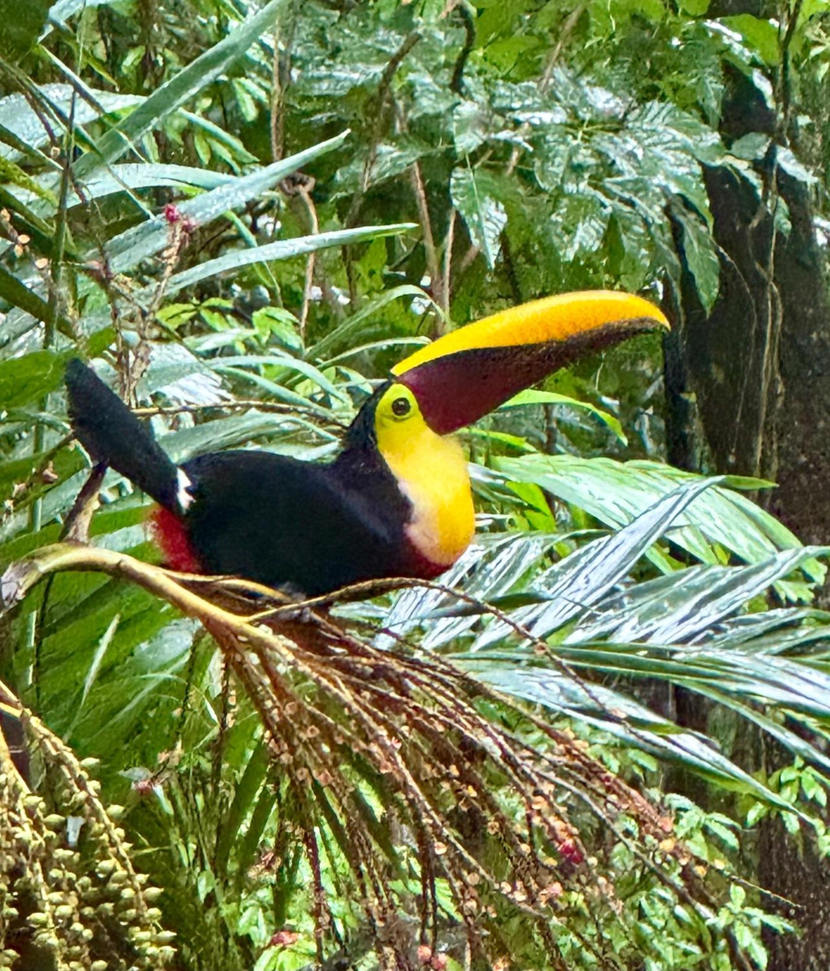 An Abundance Of Wildlife At Jungle Glory Home Abajo Manuel Antonio Exteriör bild